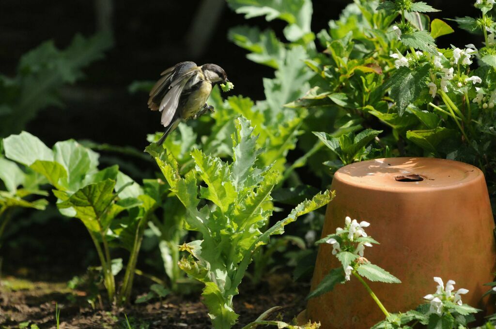 Mésange charbonnière