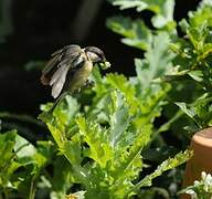 Great Tit