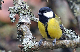 Great Tit