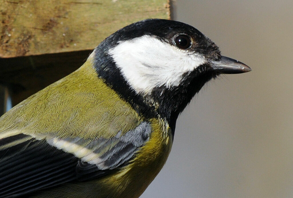 Mésange charbonnière