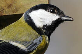 Great Tit