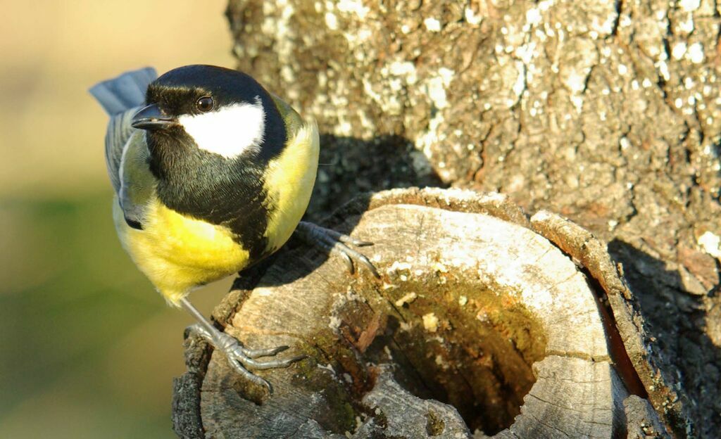 Mésange charbonnièreadulte