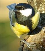 Great Tit