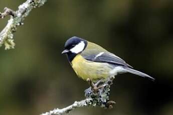 Mésange charbonnière