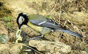 Mésange charbonnière