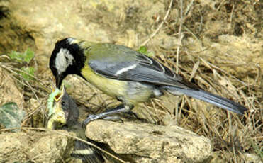 Mésange charbonnière