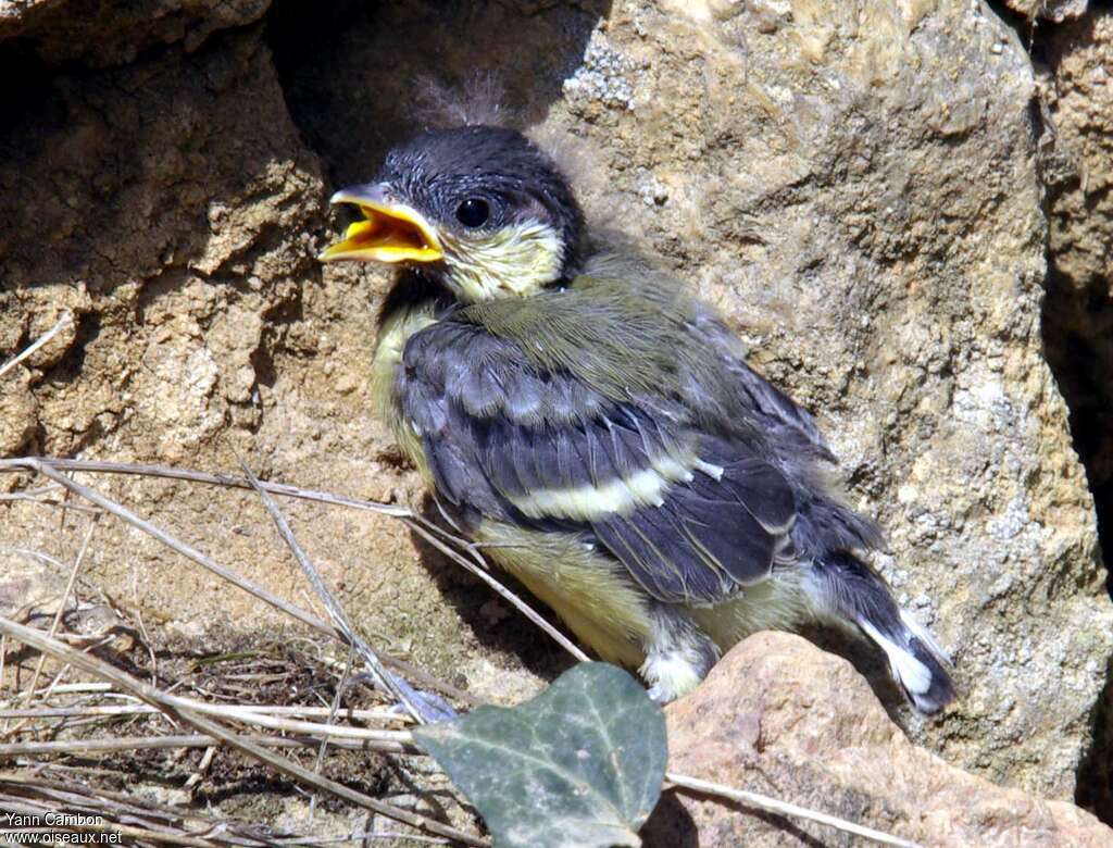 Mésange charbonnièrejuvénile, identification