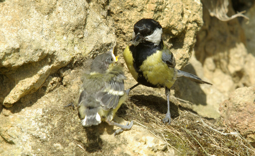 Great Tit male adult breeding