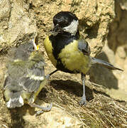 Great Tit