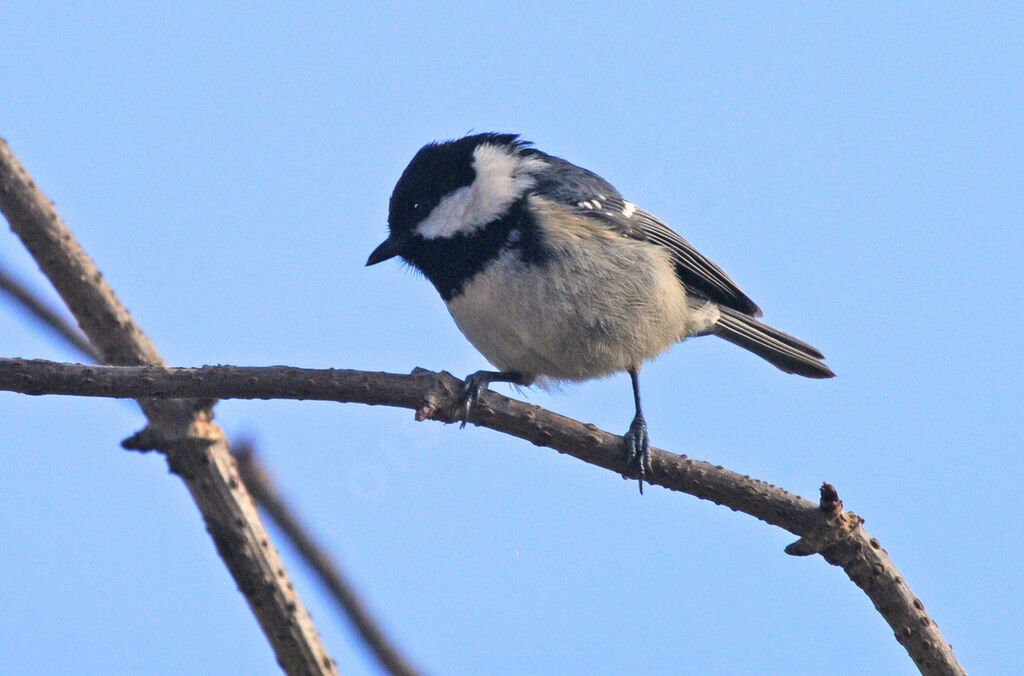 Coal Tit