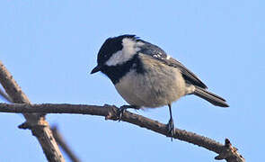 Coal Tit