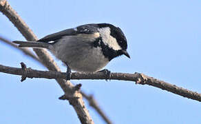 Coal Tit