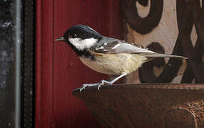 Coal Tit