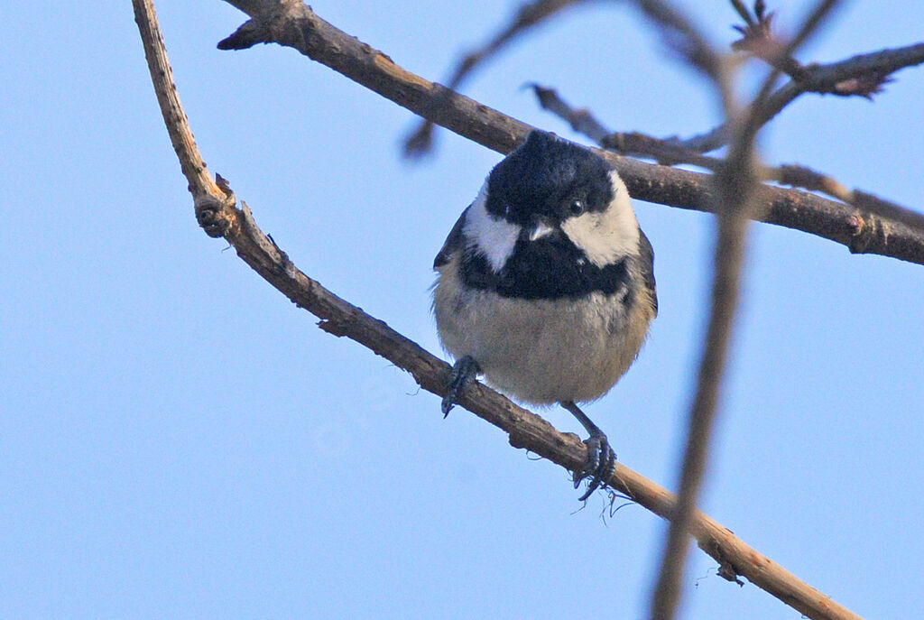 Coal Tit