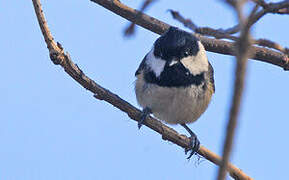 Coal Tit