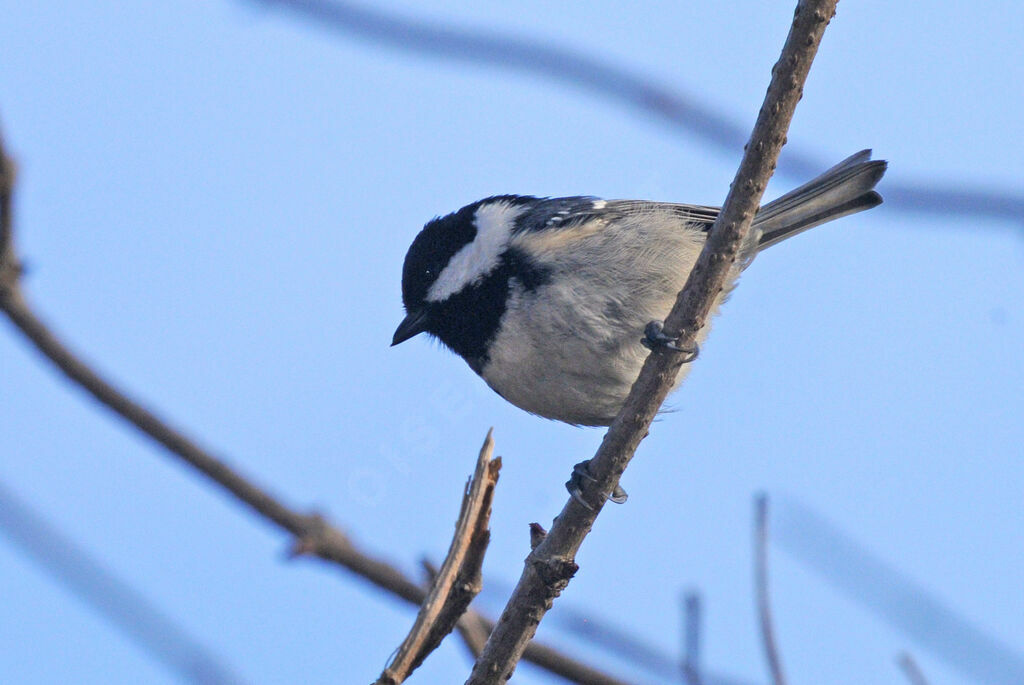 Mésange noire