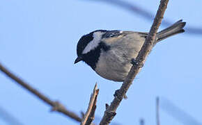 Coal Tit