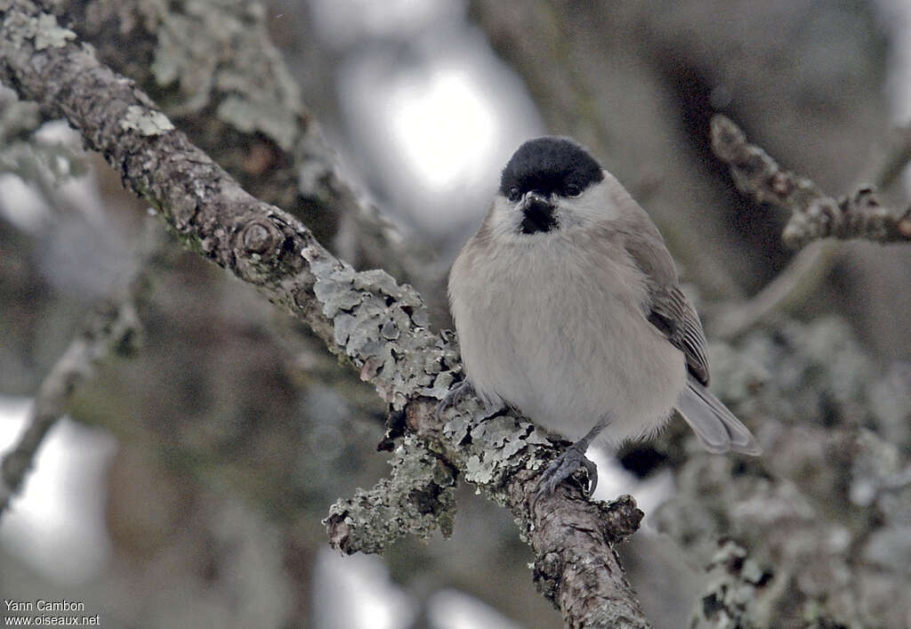 Mésange nonnette, portrait, pigmentation