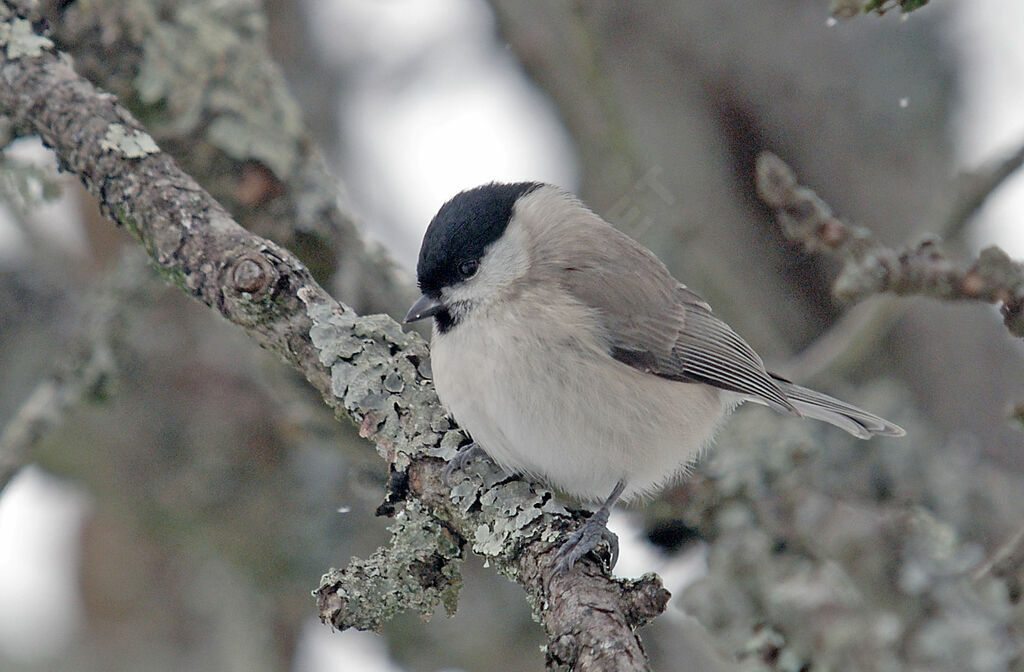 Marsh Tit