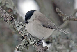 Marsh Tit