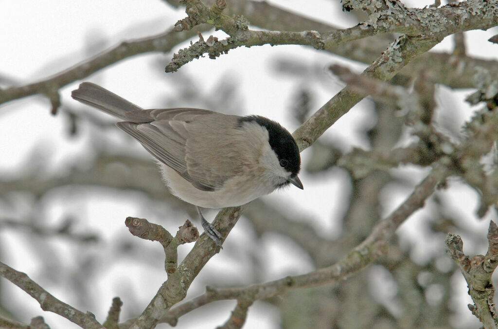 Mésange nonnette