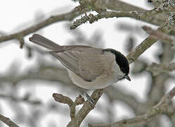 Marsh Tit