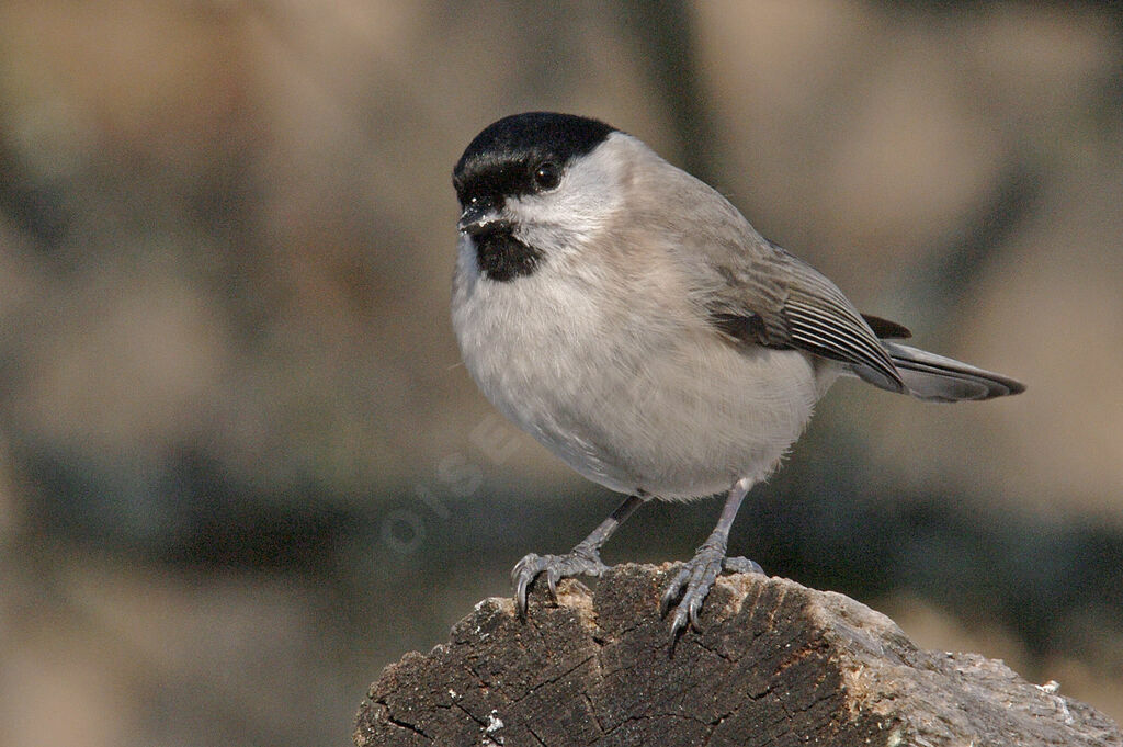 Mésange nonnetteadulte