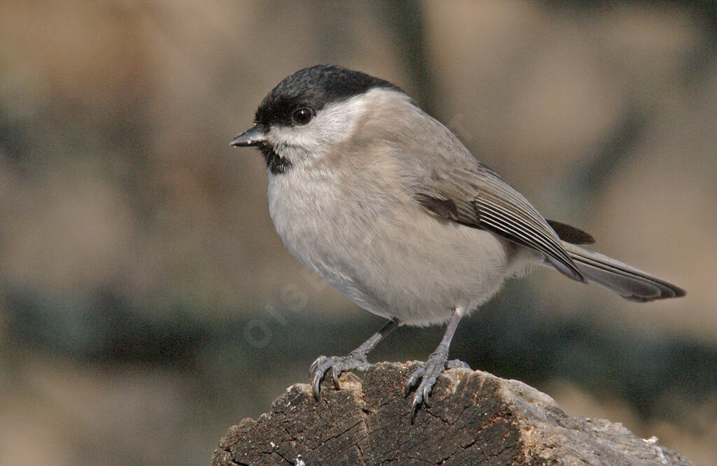 Mésange nonnetteadulte