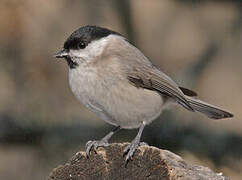 Marsh Tit