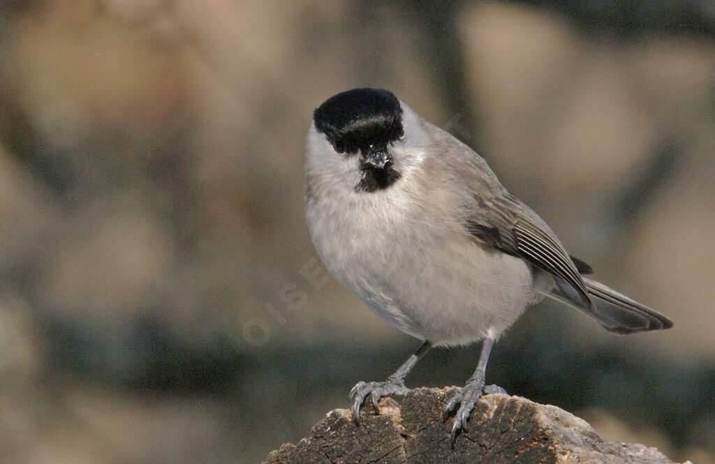 Mésange nonnetteadulte