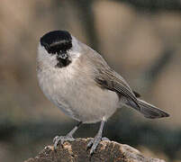 Marsh Tit