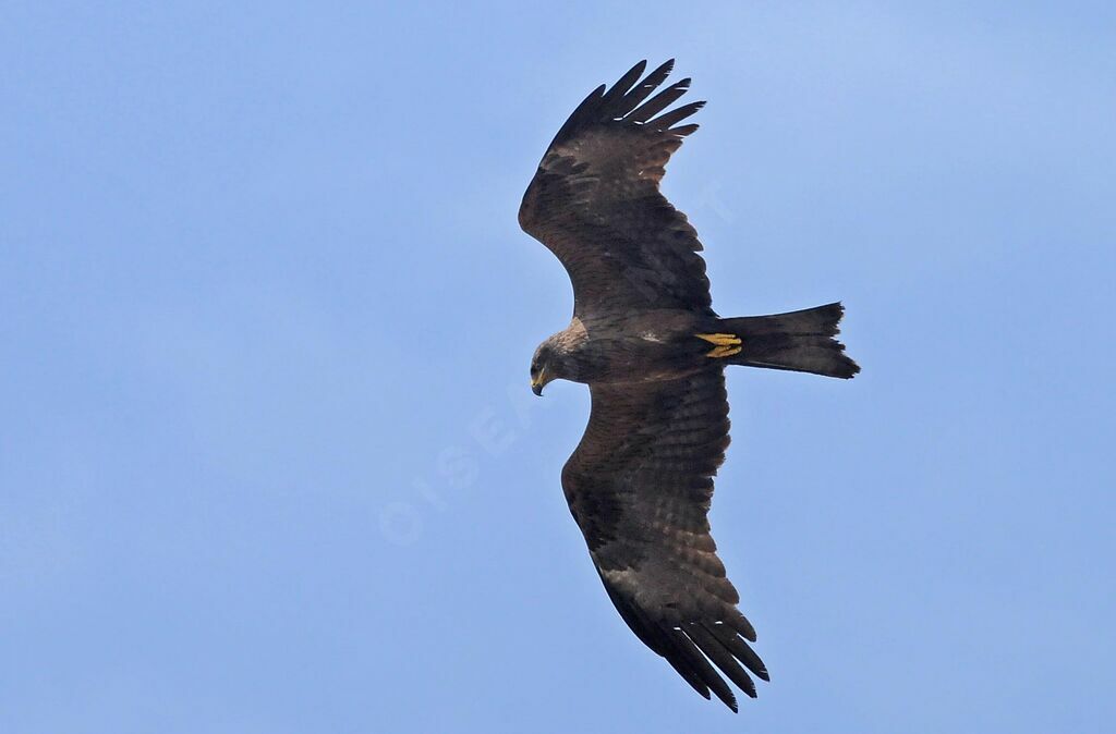 Black Kite