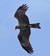 Black Kite