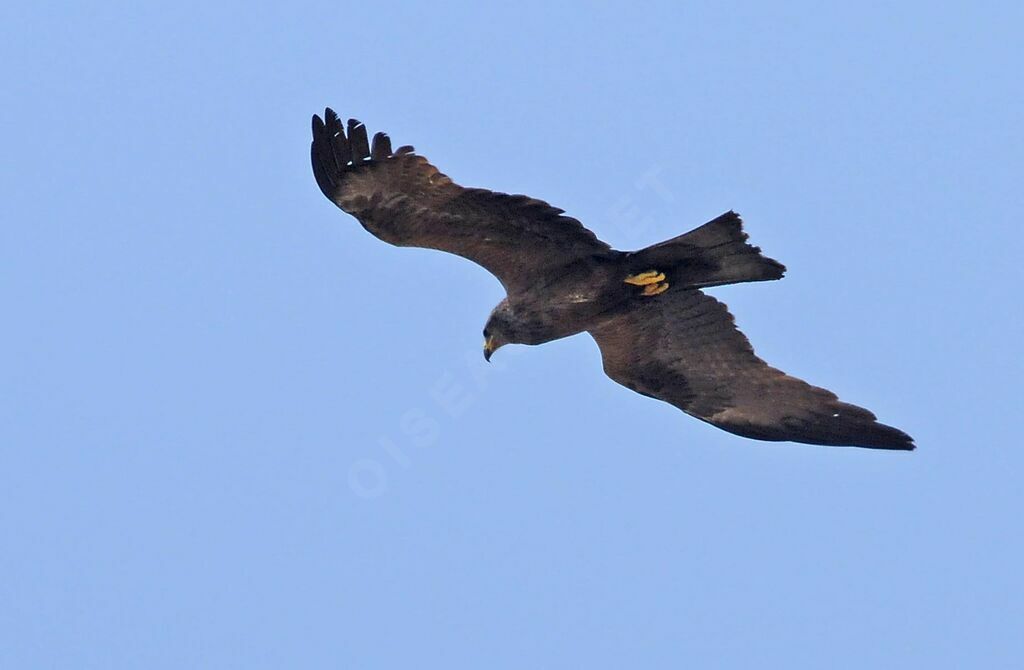 Black Kite