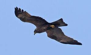 Black Kite