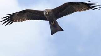 Black Kite