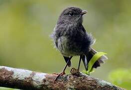 North Island Robin