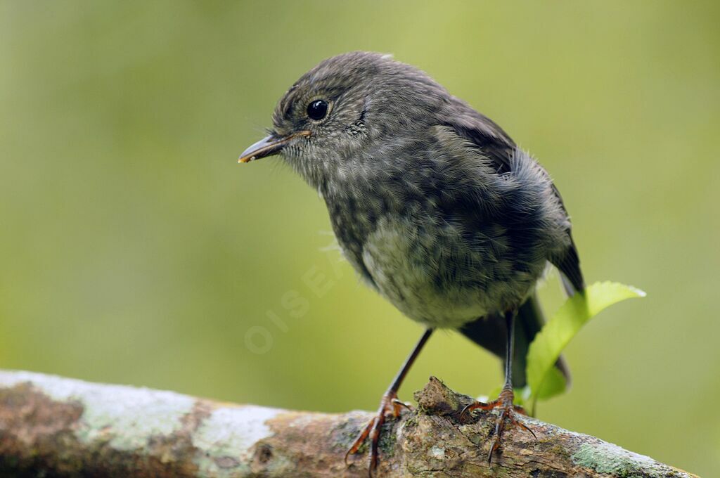 North Island Robin