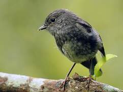 North Island Robin