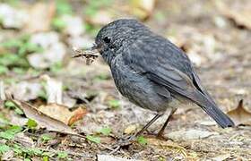 North Island Robin