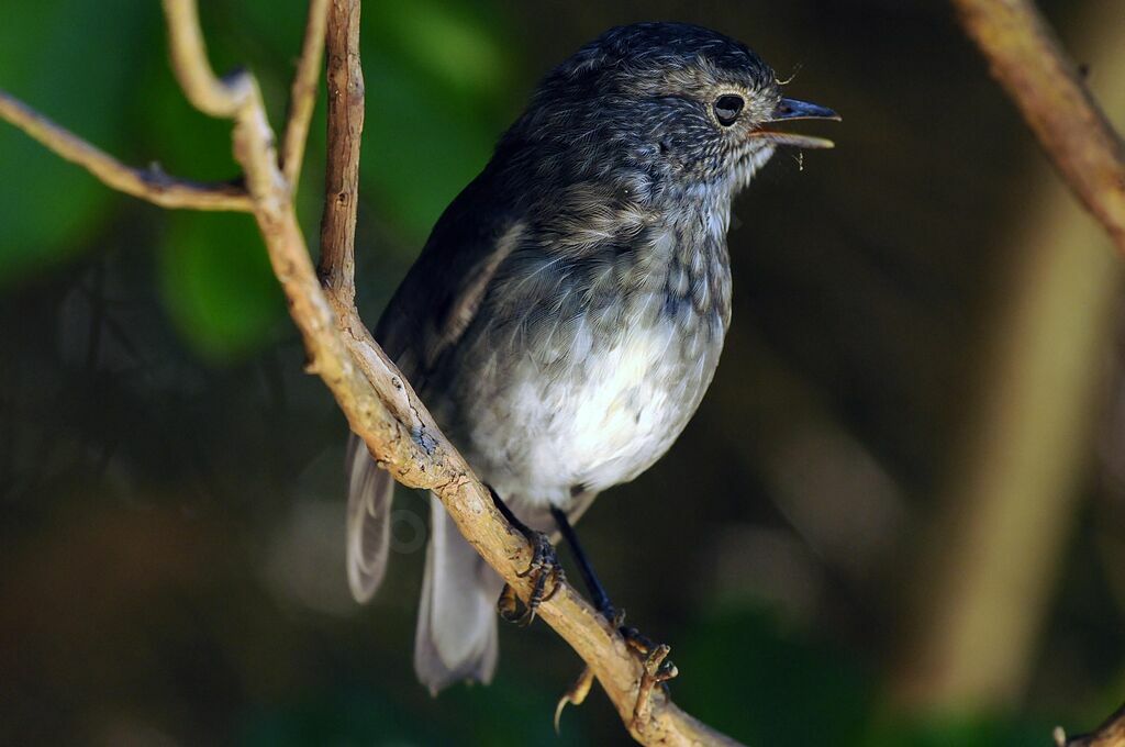 North Island Robin