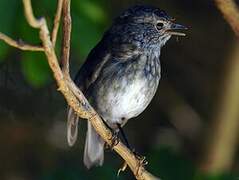 North Island Robin