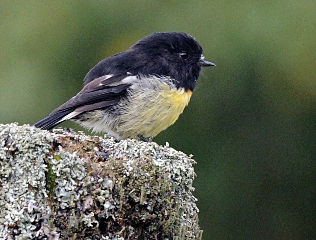 Tomtit male adult