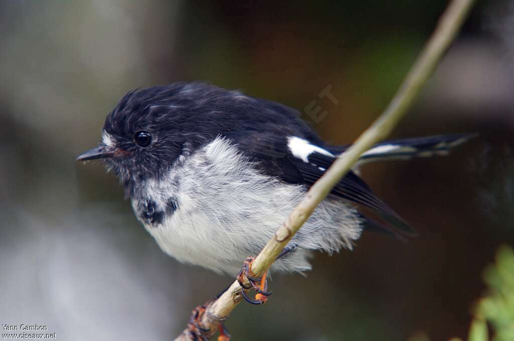 Tomtit male adult, identification