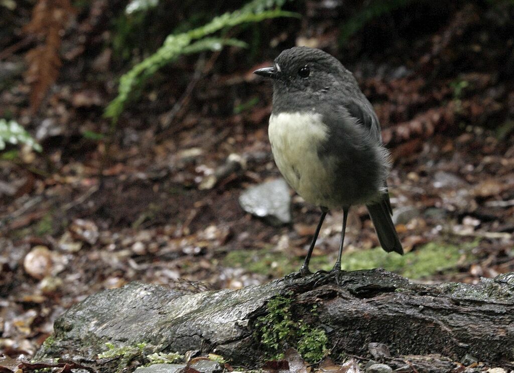 South Island Robin