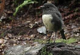 South Island Robin