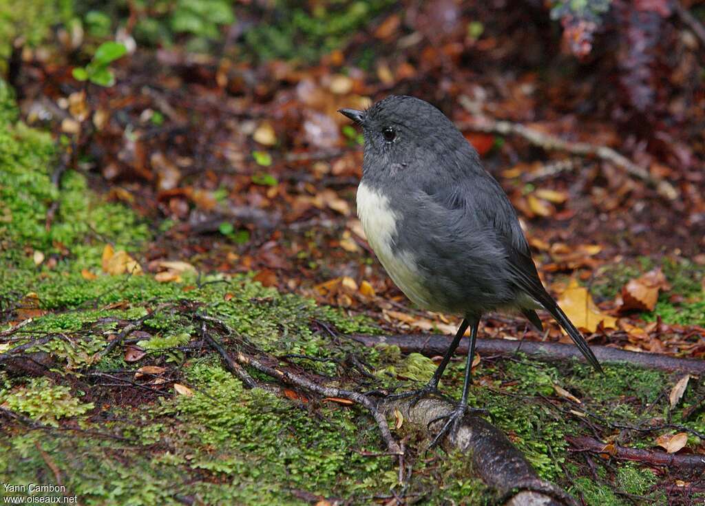 Miro rubisole mâle adulte, identification