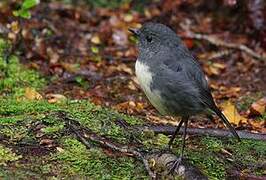 South Island Robin