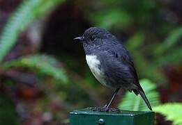 South Island Robin