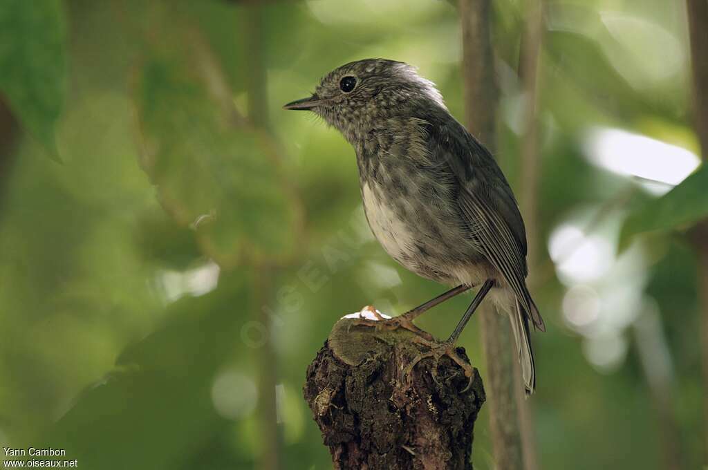 South Island Robinjuvenile, identification